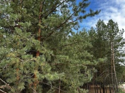 Продам земельну ділянку в Лебедівці. Лебедевка