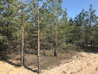 Продаж ділянки 13 соток з соснами в р-ні Forest, КМ Riviera Village