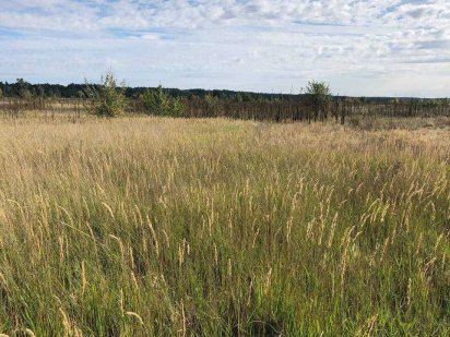 302 соток між густим лісом і каналом з рибою Лебедівка