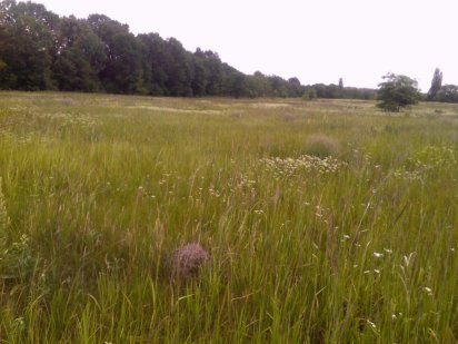 Продам земельну ділянку. Музичі