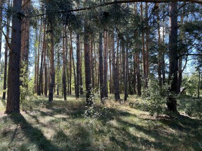 Земельна ділянка під забудову в сосновому лісі. 24сотки.