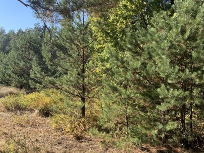 Земельна ділянка 25соток. Пилиповичі