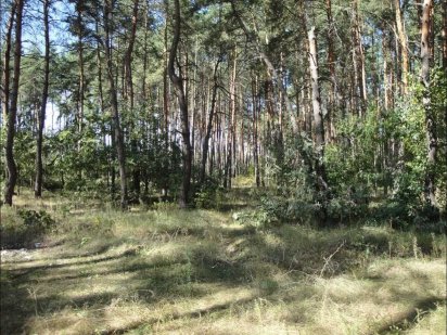 Продаю ділянку 24 сотки в селі Плюти "Конча-Заспа".