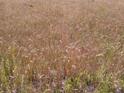 Продам участок 15 соток під забудову у Фастівському районі Плесецьке