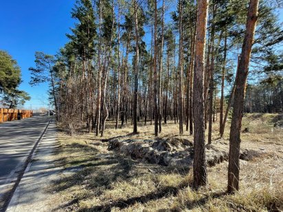 Плюти, ділянка 80 соток, сосновий ліс - житловий масив