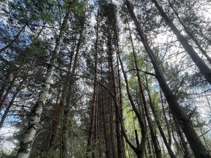 Продаж ділянки 15 гектар серед соснового лісу Плюти , Козин