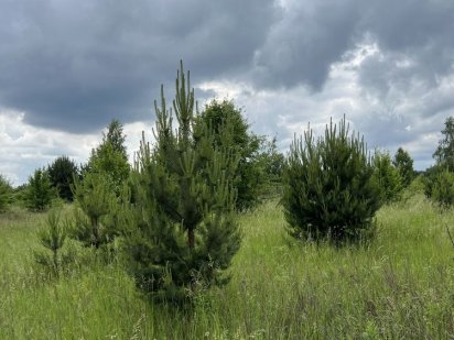 Продам земельну ділянку в с. Рудики 10 соток