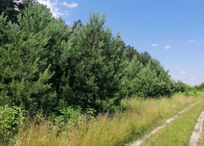 Продаж ділянки - 1ГА. Мальовниче місце. Лес. Озеро. Процев, Жеребятин - фото 1