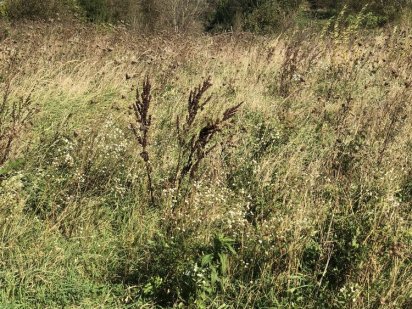 Земельна ділянка 8 або 17 соток(ОСГ-можлива зміна під забудову) Рожівка