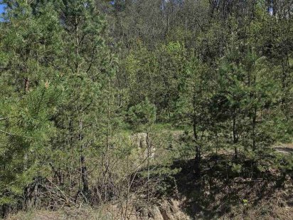 Продам 5,5 ГА землі Рожівка, ліс