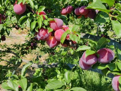 Земельна ділянка 12 соток Рожни