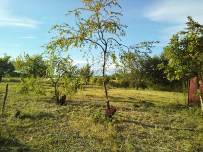 Участок 10 соток Севериновка (Макаровский район Киевской области) Севериновка