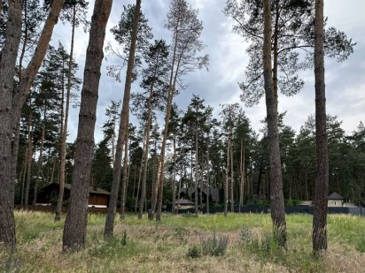 Романків, 37 соток з соснами, ТОП пропозиція! обжиті сусіди