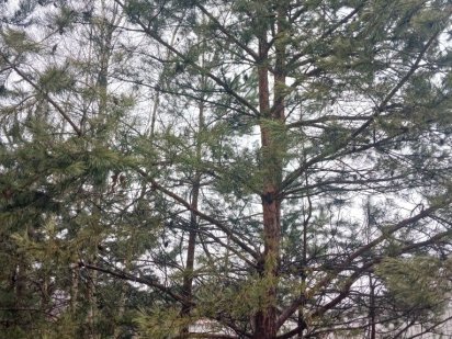 Продам мальовничу ділянку в с. Северинівка Севериновка