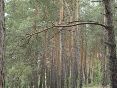 Земельна ділянка під будівництво готелю пл. 0,7425 га Старі Безрадичі
