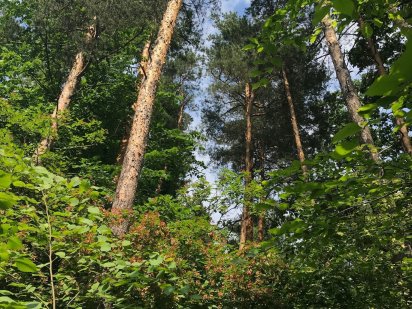 ЦІНА ЗНИЖЕНА на $ 600 000! 60 соток серед сосен в Таценках Конча-Заспа