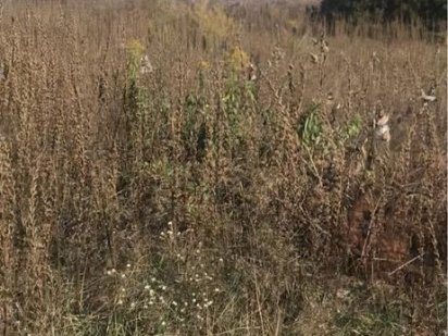 Земельна ділянка Скібін 0.924