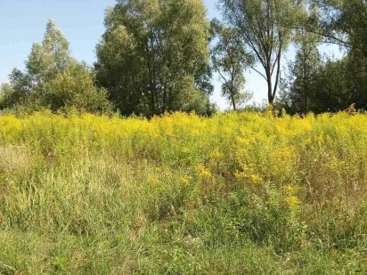 Земельна ділянка 12 соток під забудову, с. Требухів, Київська обл. Требухів