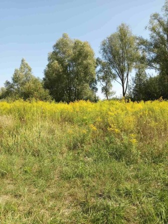 Земельна ділянка 12 соток під забудову, с. Требухів, Київська обл. - фото 1