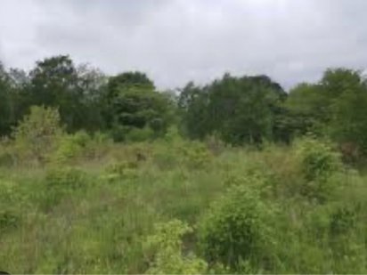 Земельна ділянка с.Требухів