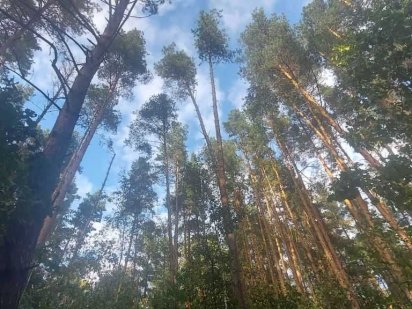 Ділянка в лісі с. Хлепча