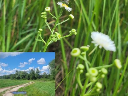 Земельна ділянка Михайлівка-Рубежівка Київська обл Ворзель Дмитрівка Чайки