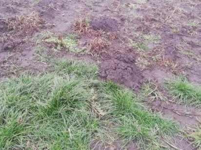 Новинка! Земельна  ділянка в с. Шкарівка, поруч  ліс.