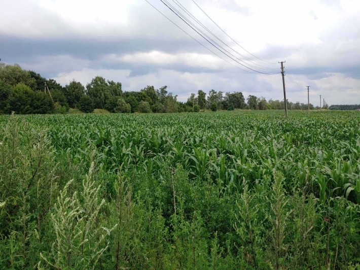 Продаж земельної ділянки в с. Шпитьки, Києво-Святошинському р-ні. - фото 1