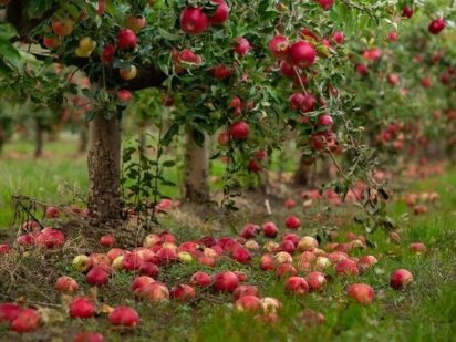 Сад Готовий Бізнес .