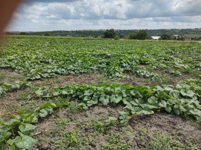 Земельна ділянка в с. Підгайці Підгайці