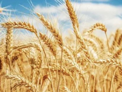 Продам паї 14 Га  Кировоградська область Бобринец