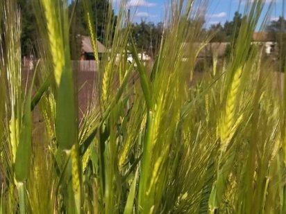 Земельный пай земельна дiлянка 5.52 га земельний пай земляа Нова Прага