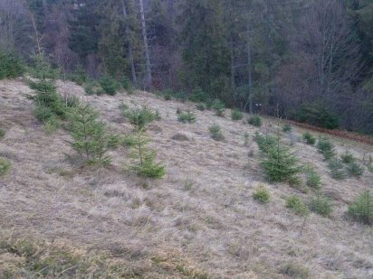 Земельна ділянка 45 сотих біля Славське ( Карпати)