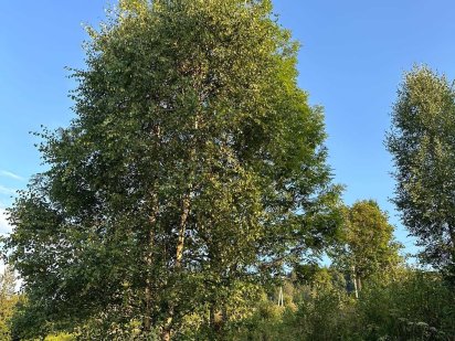 Продається земельна ділянка,в Славсько Підніжя гори Менчіл та Тростян