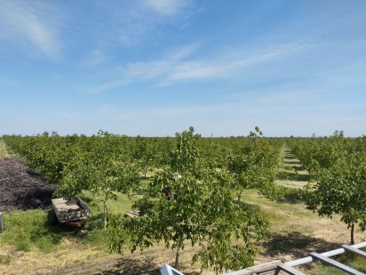 Горіховий сад 9га (ореховый сад) 15км від Миколаєва 