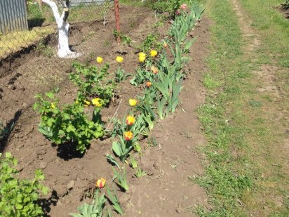 Продаю дачный участок Малая Корениха Каравелове