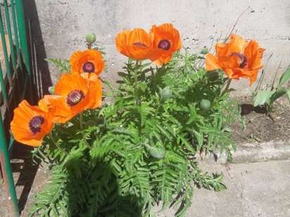 Продаю дачный участок Каравелове