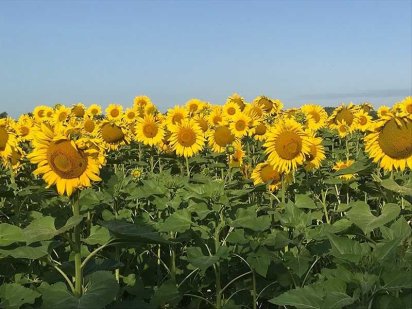 Продам земельний пай 7.2 га Арбузинка