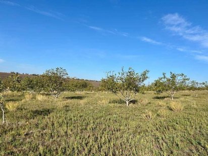 продам горіховий сад Доманівка