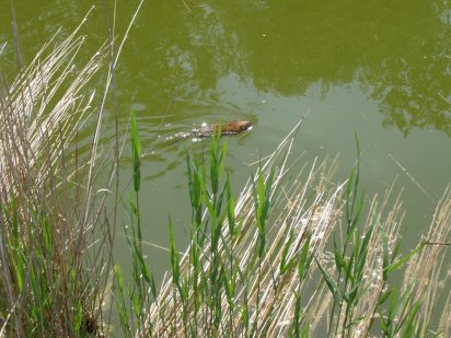 Участок 25 соток в Сухом Лимане с выходом на лиман Сухий Лиман