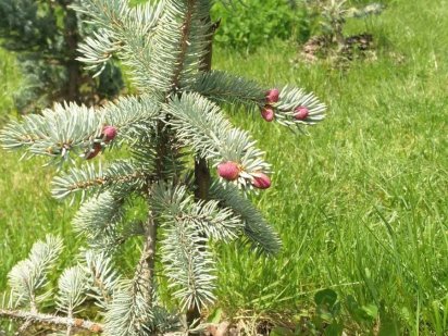 Участок в Светлом! 2.700 у.е Новые дачи