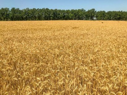 Здам в аренду/Продам Землю 9 Га сіль-госп. призначення Овідіополь