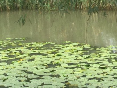 Продажа участка земли на причале Сафари  в  г. Беляевка, Одесской об