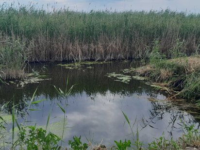 Продам участок с выходом в реку . Беляевка