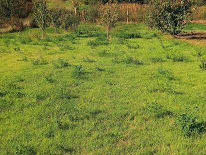 Продам участок в с. Великий Дальник Великий Дальник