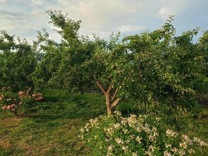 Земля 10с (приватиз.)під забудову.Є вагончик і сад. Власник. Карлівка