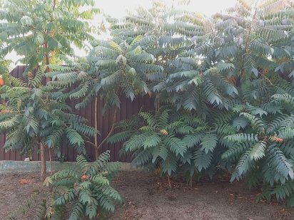 Земельна ділянка 13 соток у центрі міста підготовлена під забудову. Карловка