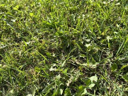 Земельна ділянка