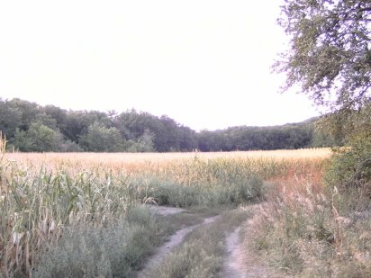 Продам землю в дубовому  лісовому масиві. Кобеляки