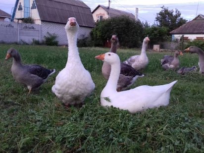 Участок 8, 014, угловой. Кривуши. Продам или обмен на авто. Кривуши